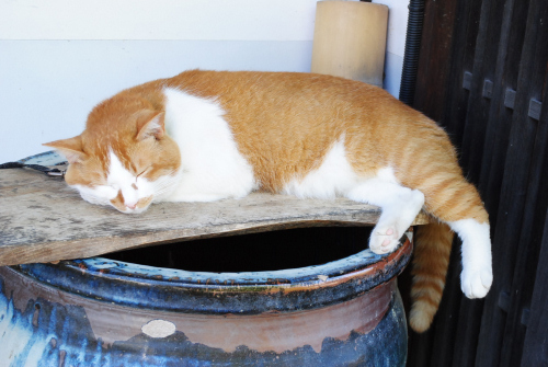 DSC_6459.jpg