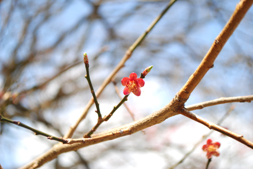 DSC_9513.jpg