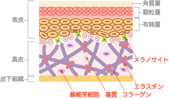プラセンタの美肌効果