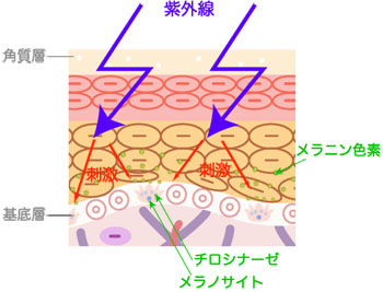 プラセンタの美白効果