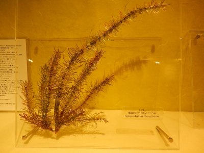 DSCN5179.jpg