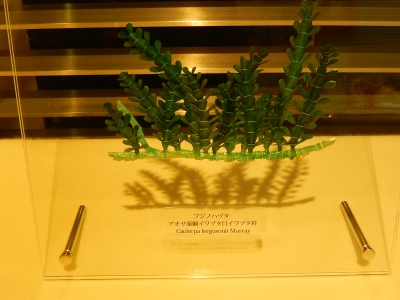DSCN5182.jpg
