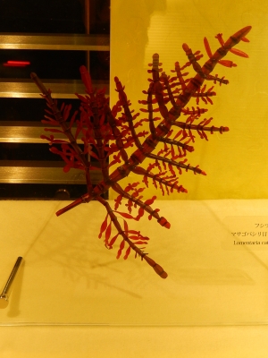 DSCN5183.jpg