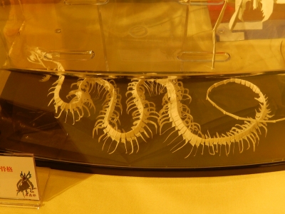 DSCN5201.jpg