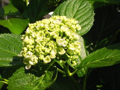 IMG_2545.jpg