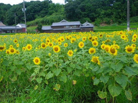画像の転載および使用は固くお断り致します