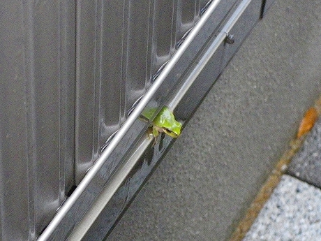 IMGP4228.jpg