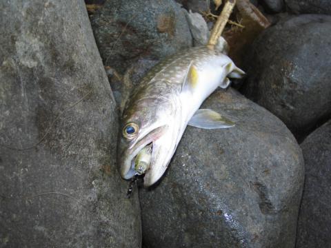 IMG_0987.jpg