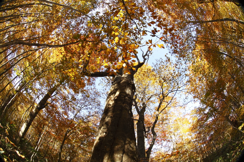 _MG_29154.jpg