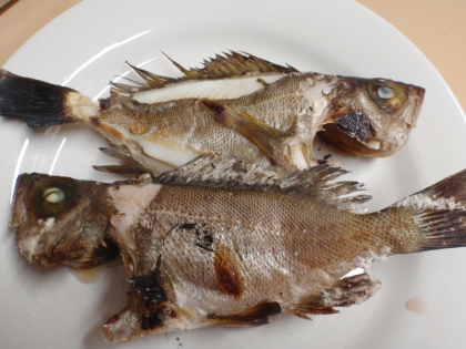 メバルの塩焼き 今度こそ 釣っちゃうぞぉ