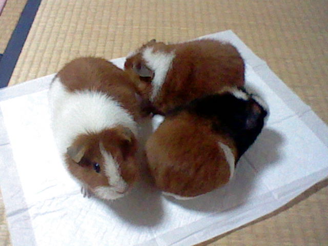 三角モル