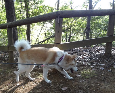 生田 (12)