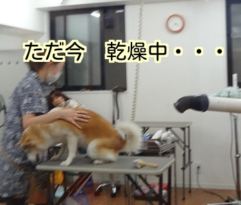 洗髪1