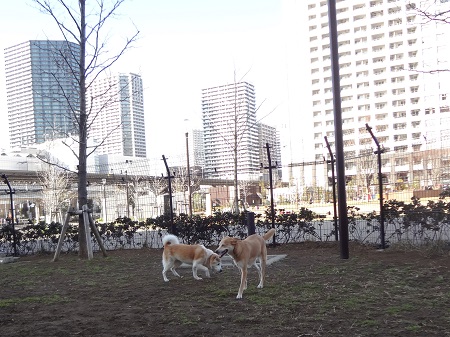 ドッグラン (4)