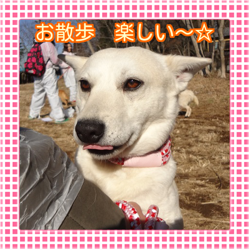 ミルキー
