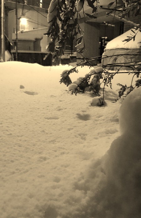 雪 (1)