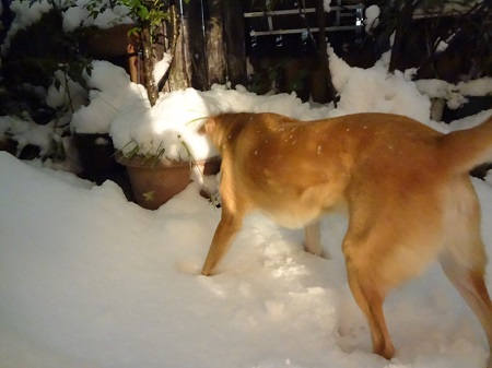 雪 (4)