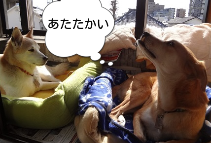 芋2
