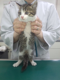 ミント