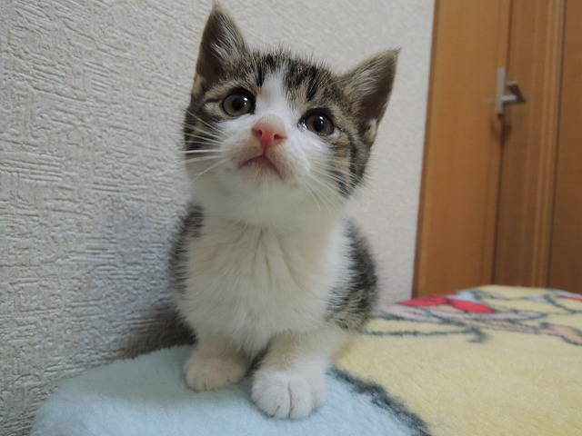 ミント