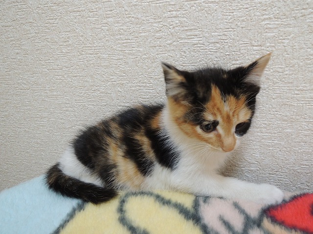 プリン 1