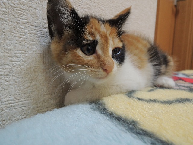 プリン