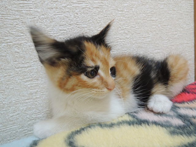 プリン 2