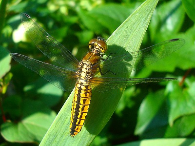 DSC04702_edited.jpg