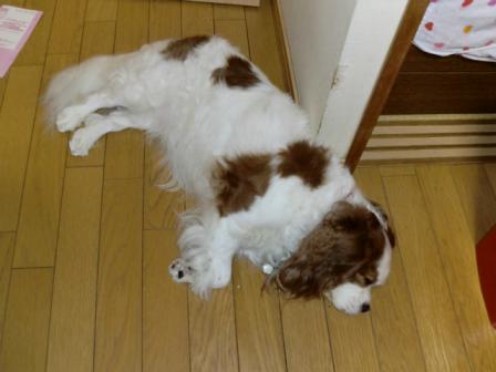 いつものドアの前で寝ています。