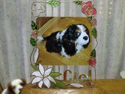 シエルの周りをお花で飾りました。