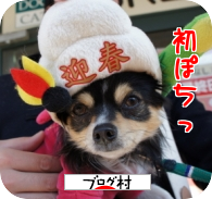 にほんブログ村 犬ブログ チワワへ