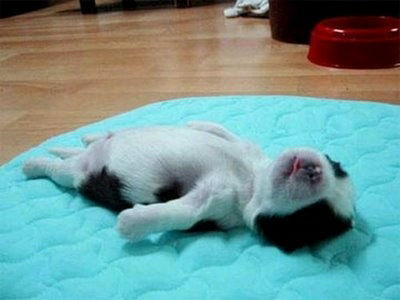 the-bizarre-ways-that-dogs-like-to-sleep_031_20130116141835.jpg