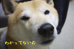 DSC_8860.jpg