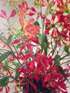 秋花