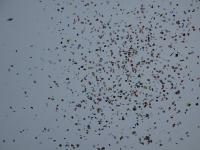IMG_8488.jpg