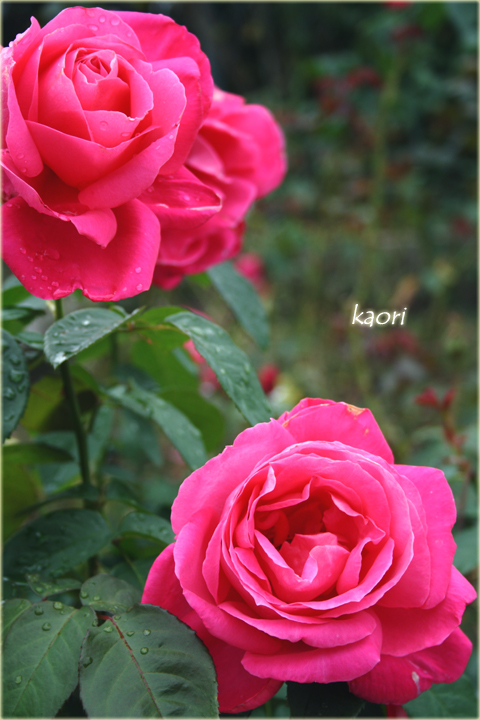 20141101_1685rs.jpg