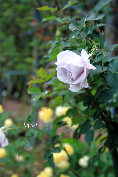 20141101_1698rs.jpg