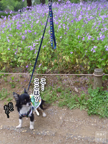 20120503_チューリップ畑9