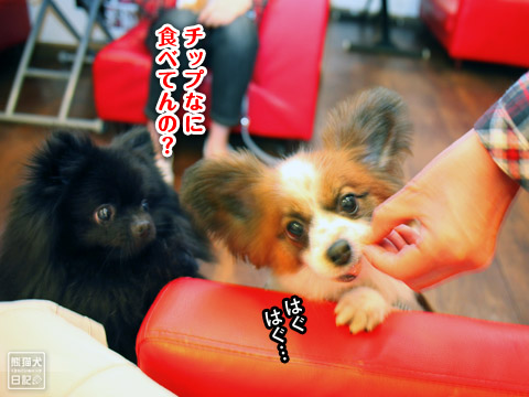 20120515_泥棒顔ポメラニアン4