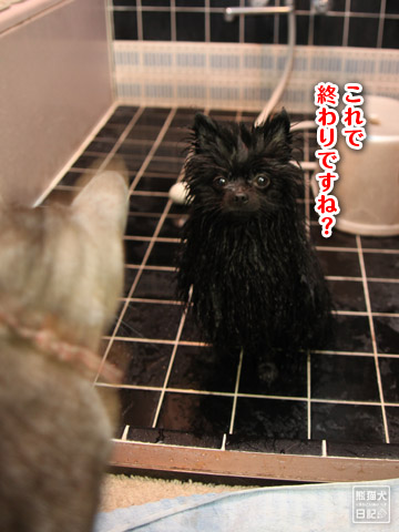 20120519_晴天の朝7