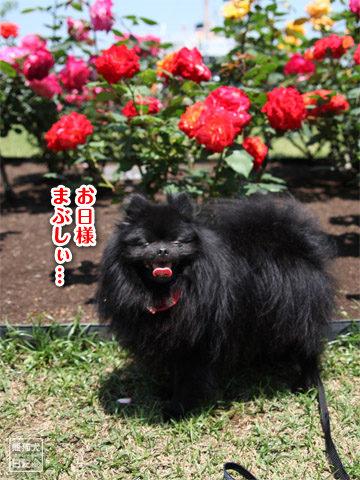 20120523_山下公園5