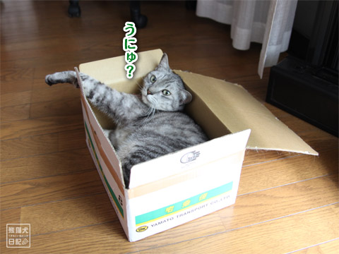 20120717_堕落した猫5