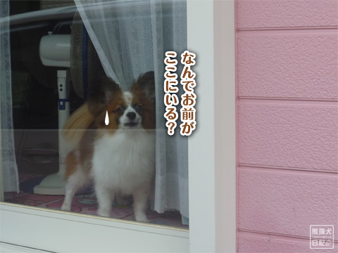 20120730_チップ家へ4
