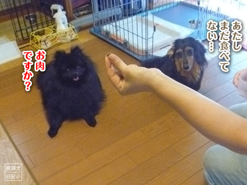 20120801_花ちゃん1