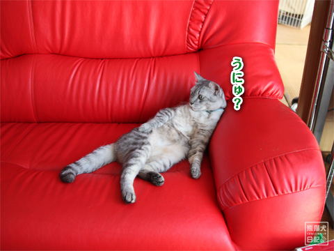 20120825_ぐうたら猫2