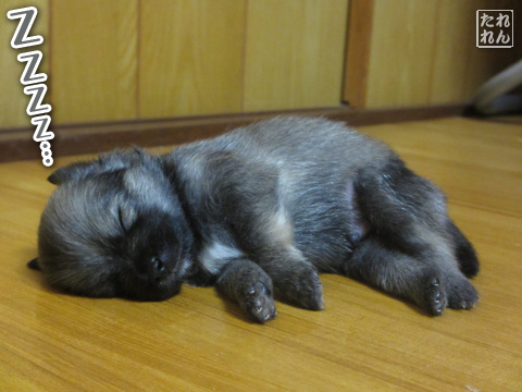 20120924_赤子たち11