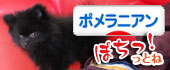 にほんブログ村