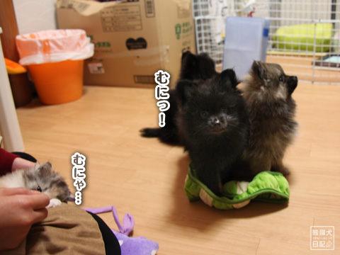 20121202_たれ家4