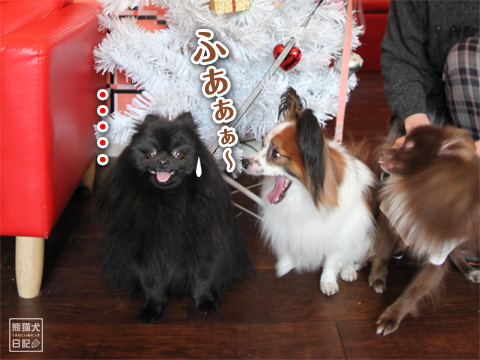 20121205_カメラ目線4