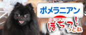 にほんブログ村